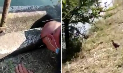 Il commovente video del dodicenne che ha salvato un pulcino dal naviglio