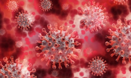 Le zanzare non trasmettono il Coronavirus