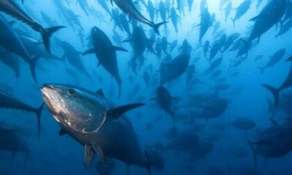 Pesca: il problema del tonno rosso in Toscana