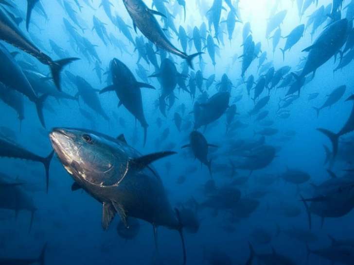 Pesca: il problema del tonno rosso in Toscana