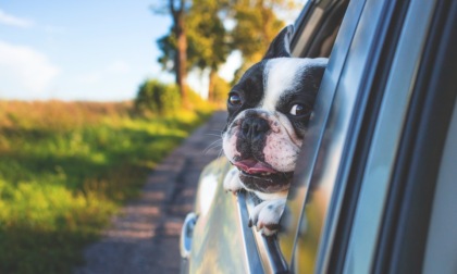Viaggiare in auto con animali, le regole