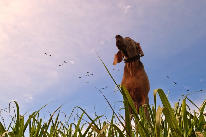 Attenzione a colpi di sole e di calore per gli animali