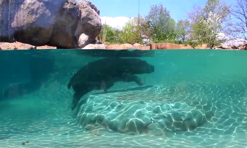 Al bioparco di Torino è nato un tenerissimo cucciolo di Ippopotamo