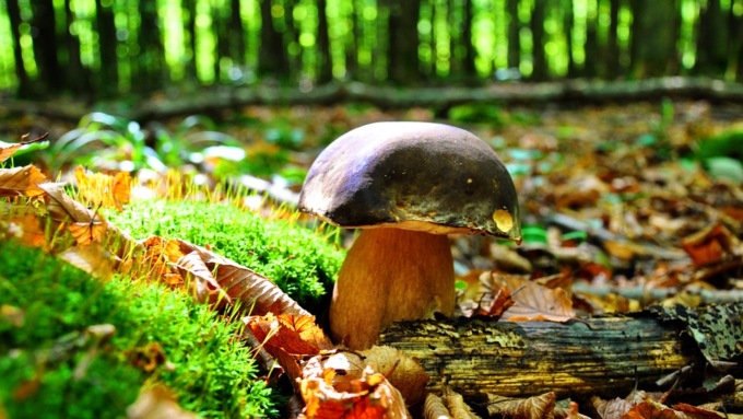 Dieci regole per evitare intossicazioni coi funghi