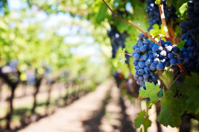 Cala export di vino, mai successo da trent’anni