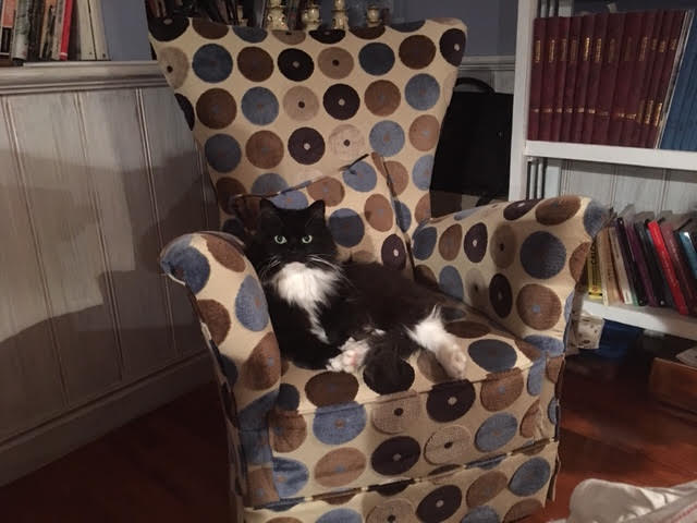 Giornata mondiale del gatto, un appello per abbassare l’Iva