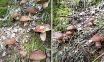 Tantissimi porcini in pochi metri: l'emozione straordinaria del cercatore di funghi in Valcamonica