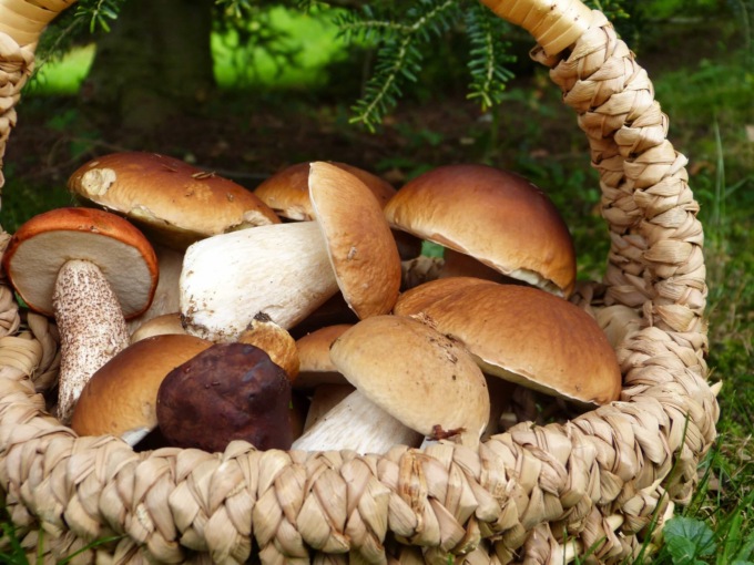 Raccolta di funghi, il decalogo del “cacciatore”