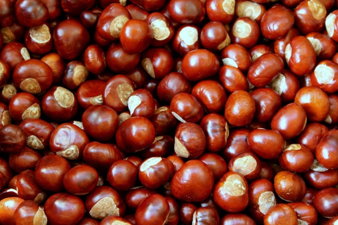 Castagne o marroni, cosa cambia?