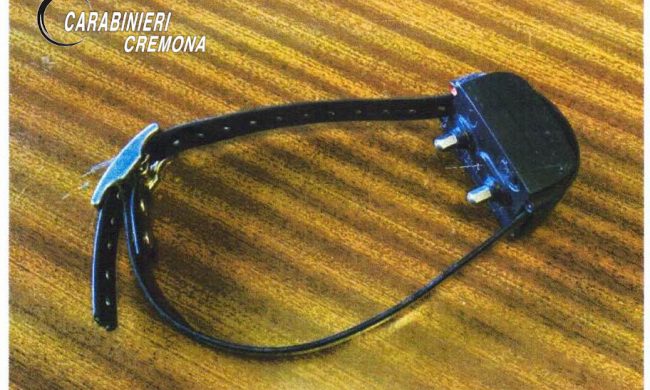 Gli mette un collare che dà scosse elettriche “per educarlo”: il cane da caccia scappa