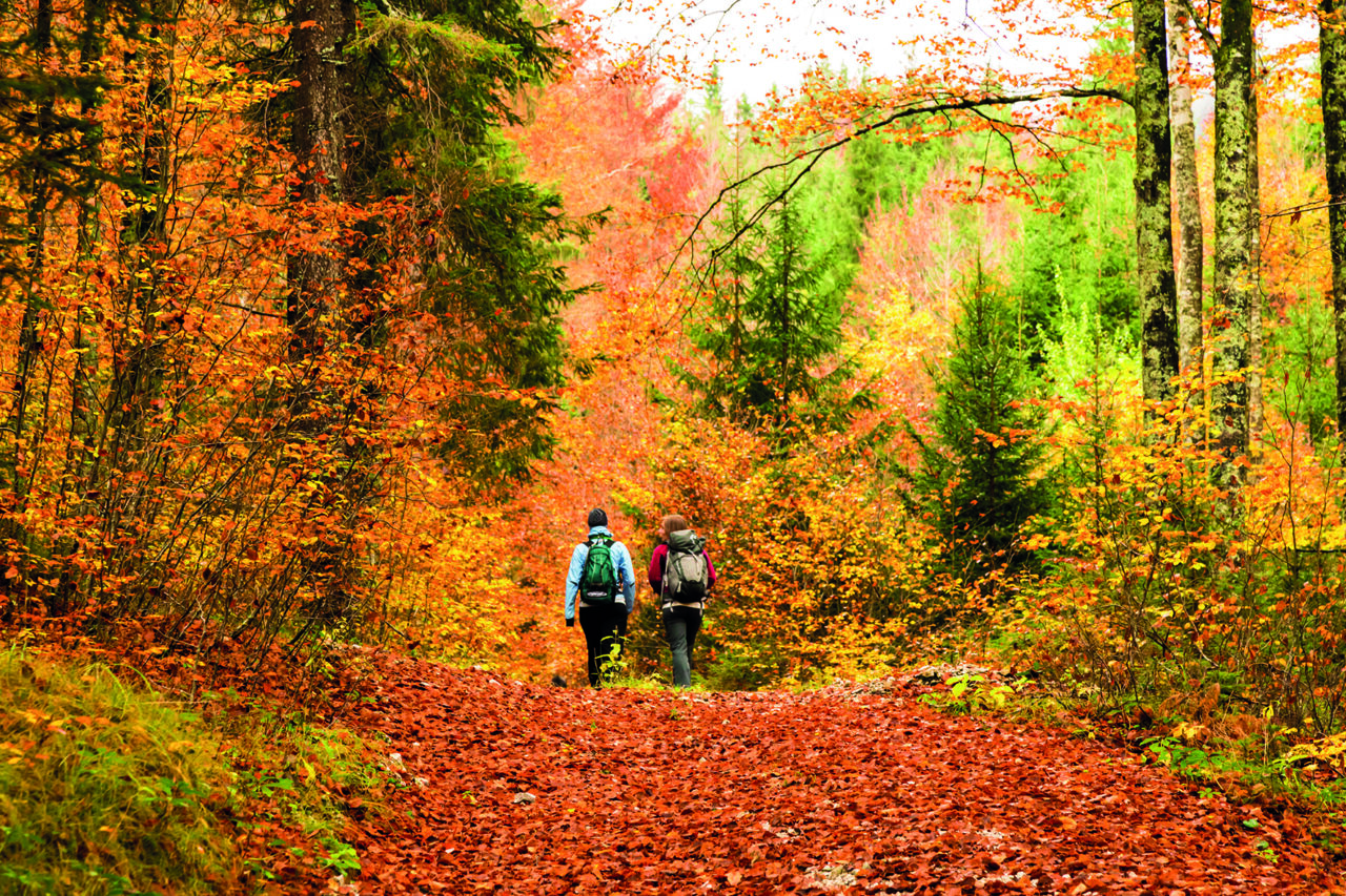 Autunno nei boschi