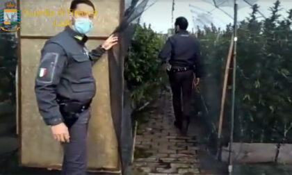 Il video della piantagione di marijuana (non legale) più grande d'Italia