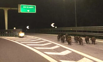 La foto del branco di cinghiali a spasso in autostrada... che rischio!