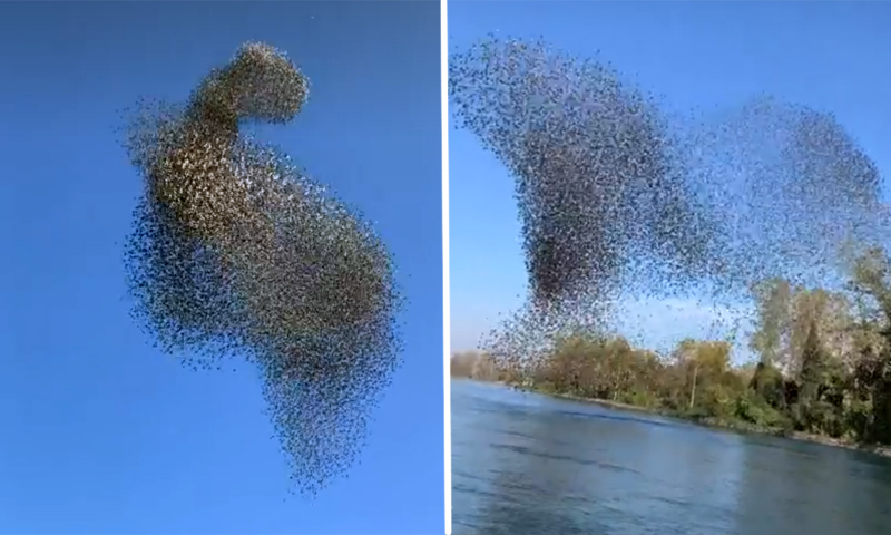 L’ipnotico video del volo degli stormi d’uccelli sull’Adda