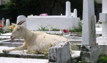 Le capre invadono il cimitero e il Comune organizza fattoria didattica