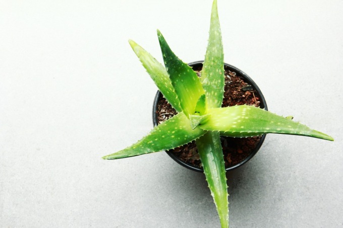 Le piante per purificare l’aria di casa