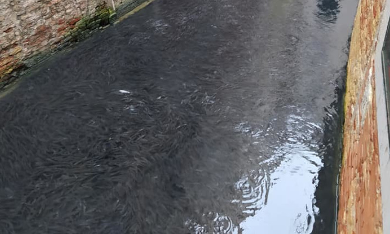 Il lockdown rianima i canali di Venezia: stavolta arrivano i cefali