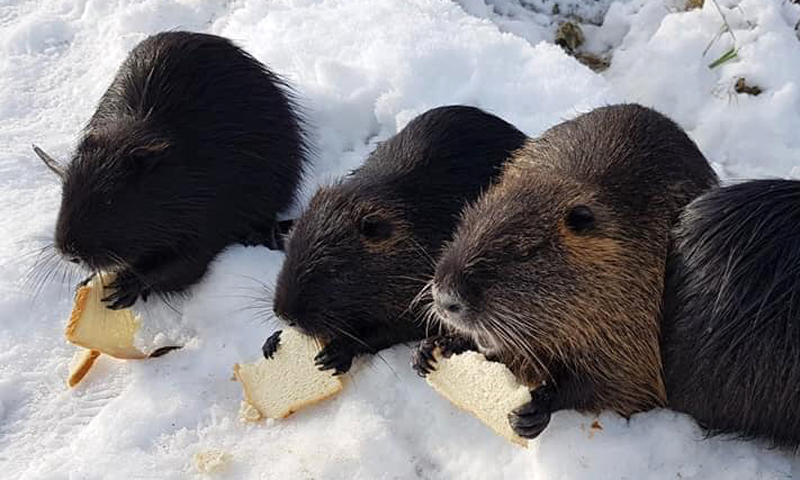 80enne uccide centinaia di animali con mais avvelenato, ragazzini lapidano una colonia di nutrie
