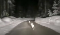 Il video dell'automobilista che insegue in auto un branco di lupi (e polemica)