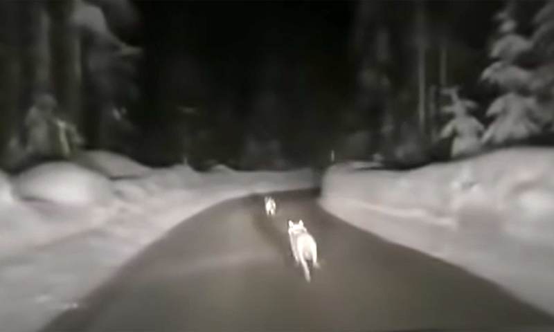 Il video dell’automobilista che insegue in auto un branco di lupi (e polemica)