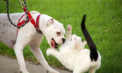 Un gatto provoca e affronta due pitbull... che poi se lo sbranano