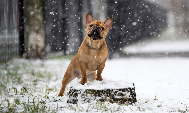 Cosa sappiamo sul mistero dei cani folgorati a Capodanno in Lombardia
