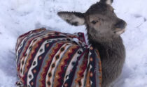 Il mistero della cucciola di cerva salvata ma poi barbaramente uccisa fa esplodere le polemiche