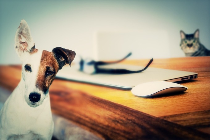 Animali in casa, le adozioni crescono del 15%
