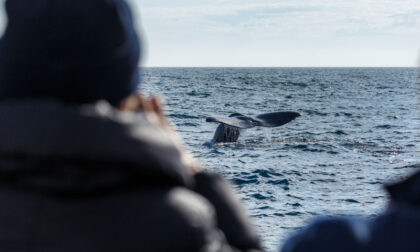 Al via il primo corso in Italia per avvistatori di balene