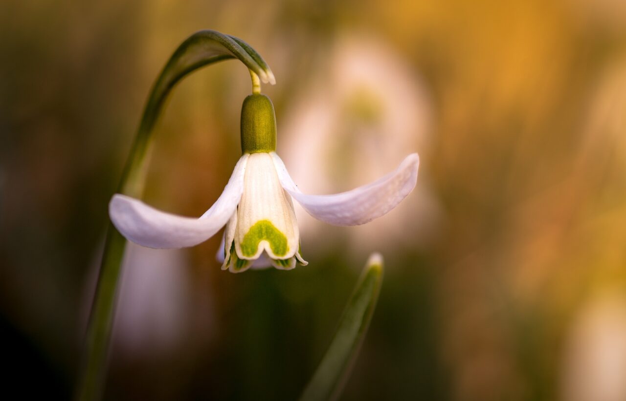 Assaggio di primavera: temperature fino a 18 gradi | Meteo Lombardia