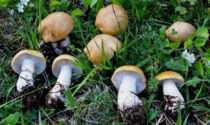 Va a cercare funghi nel bosco e trova due chili di hashish per 10mila euro