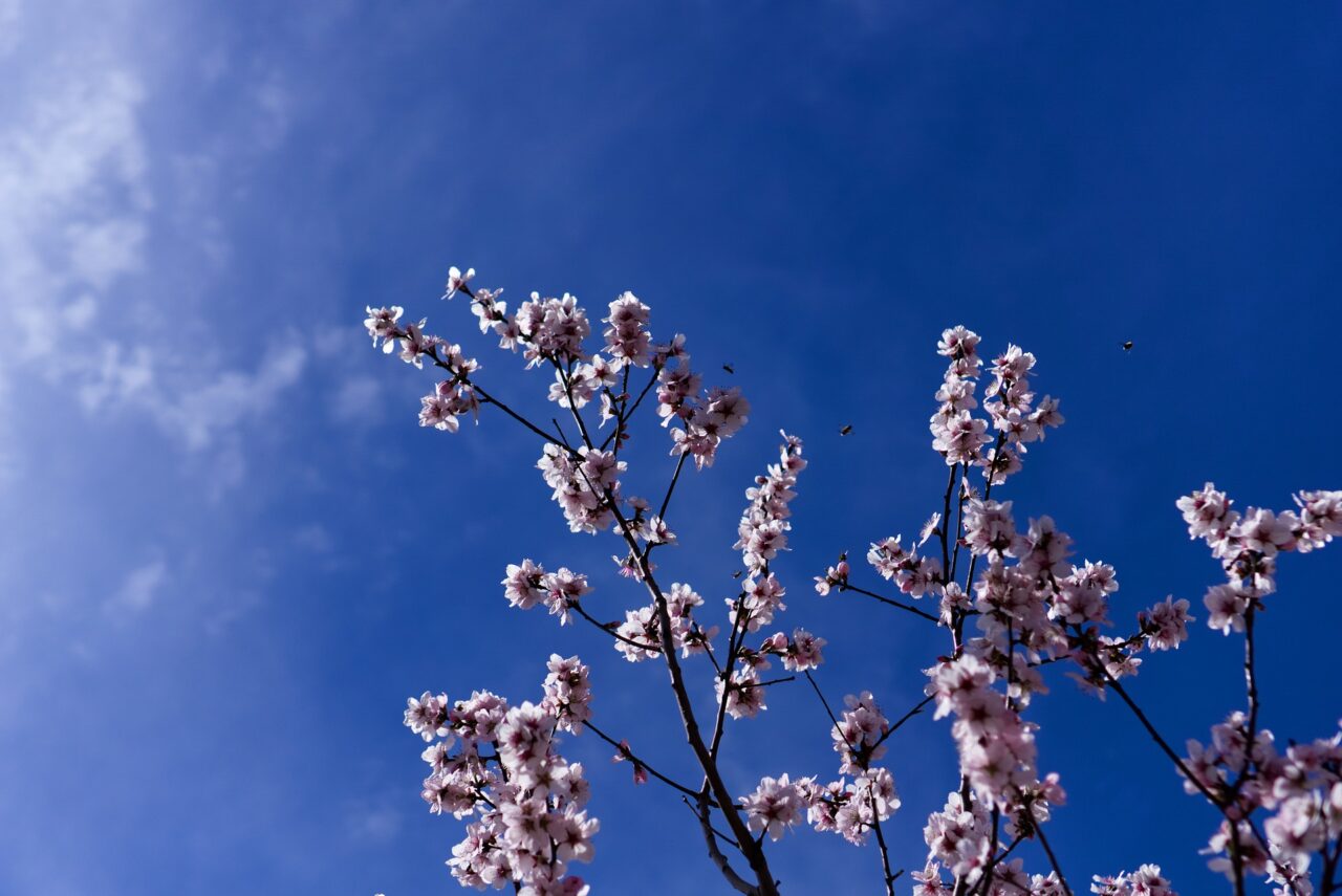 Tempo soleggiato e temperature in rialzo | Meteo Lombardia