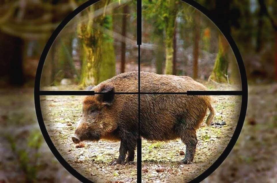 Cacciatore spara a un cinghiale, ma lo manca: l’animale lo carica e lo uccide