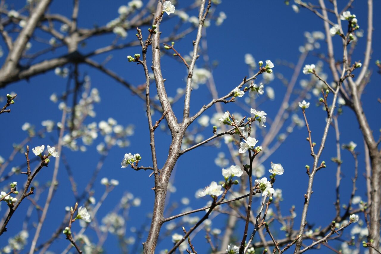 Ancora tanto sole: temperature gradevoli, fresco al mattino | Meteo Lombardia