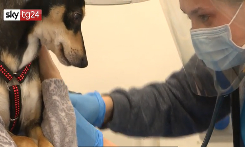 Ricerca “Covid in pet”: non sono cani e gatti a infettare noi, ma il contrario