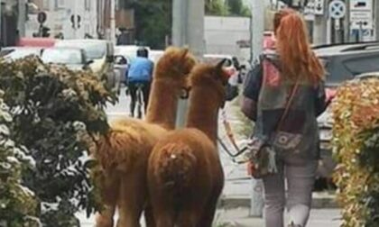 A spasso con due alpaca sui marciapiedi di Milano: ecco chi è