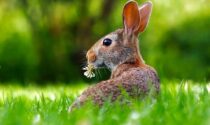 Meteo Pasqua e Pasquetta in Veneto: più freschetto, ma in prevalenza soleggiato