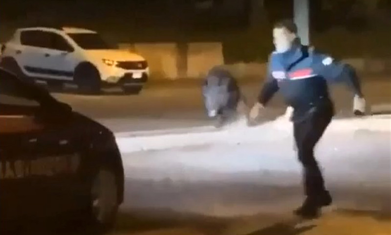 Cinghiale nel parcheggio del supermercato: “La dichiaro in arrosto!”
