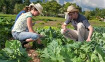 Nasce "Più impresa" di ISMEA per giovani agricoltori