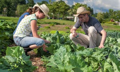 Nasce "Più impresa" di ISMEA per giovani agricoltori
