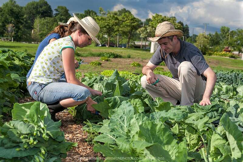 Nasce “Più impresa” di ISMEA per giovani agricoltori