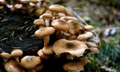 I funghi chiodini, tutto quello che c’è da sapere