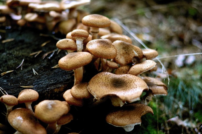 I funghi chiodini, tutto quello che c’è da sapere