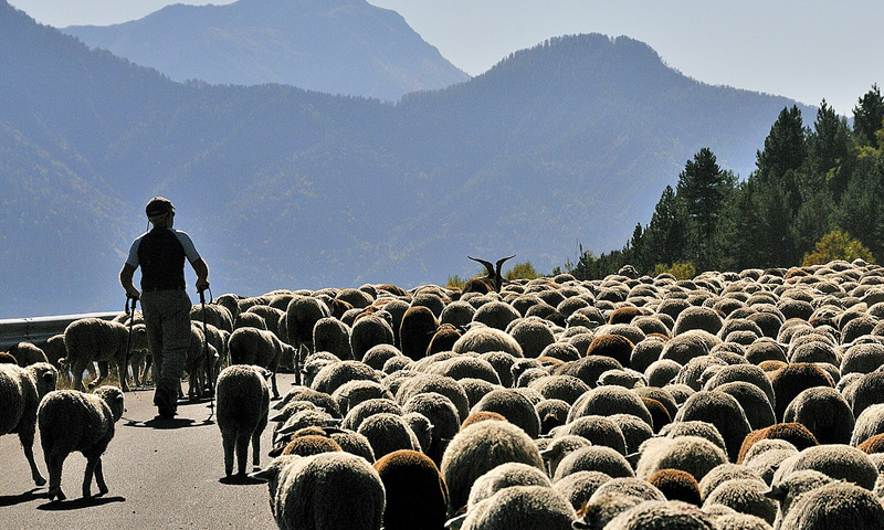 Patto tra otto Regioni per salvare la transumanza (con Piemonte e Veneto)