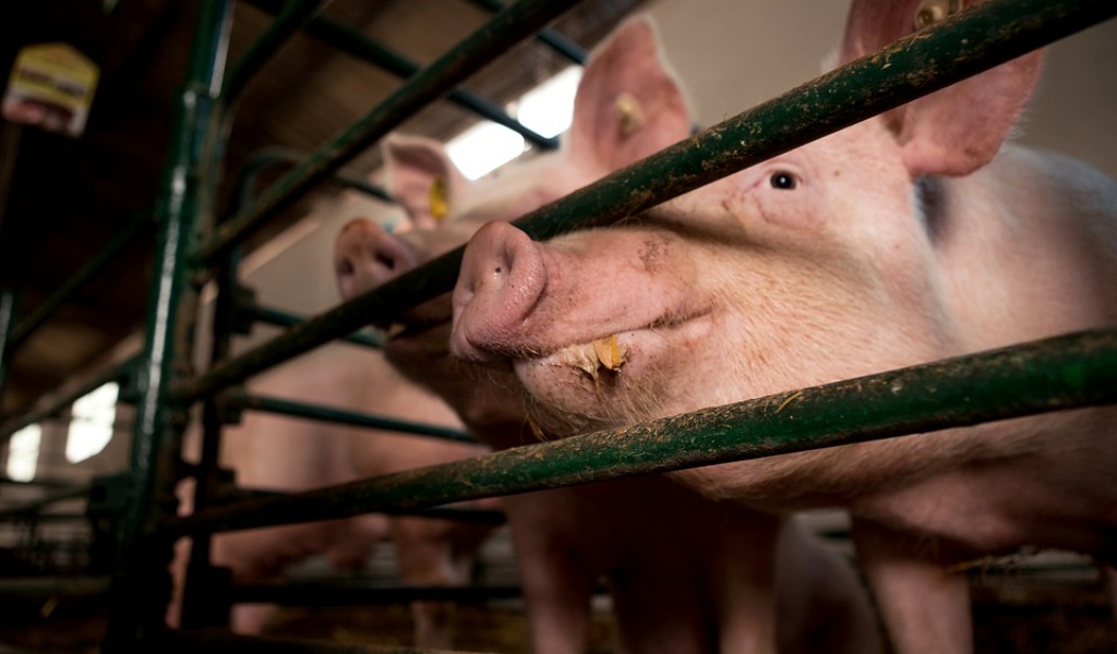 Antibiotici in carne, latte e uova: Moratti e Rolfi rassicurano “Nostri prodotti a prova di microscopio”