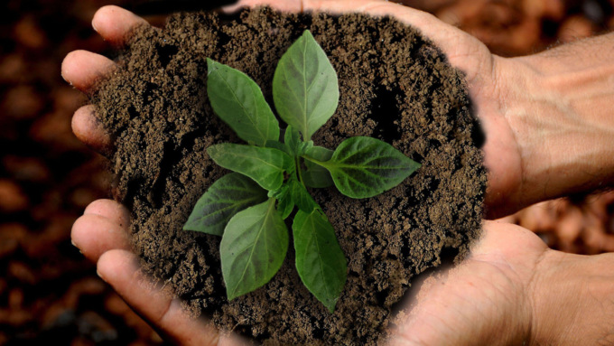 Giornata Mondiale Ambiente 2021 per il «Ripristino degli Ecosistemi»