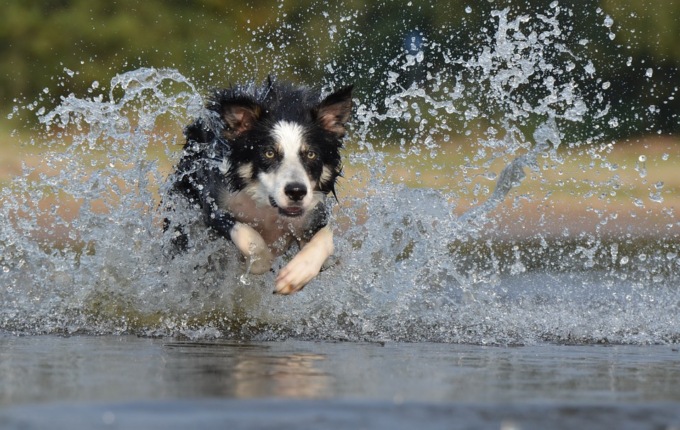 Come affrontare l’estate con i nostri animali