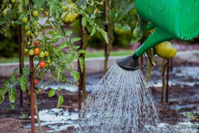 I lavori da svolgere in giardino d’estate