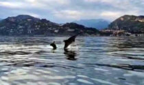 Lo spettacolare video dei delfini che giocano nel mare della Liguria