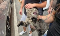 I miagolii di felicità del gattino salvato, intrappolato nel motore